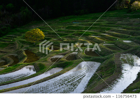 Oyama Senjita 116756473