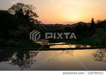 Dusk rice field 116756551