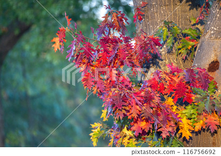 The tree is adorned with vibrant red and yellow leaves The tree is adorned with vibrant red and yellow leaves 116756692