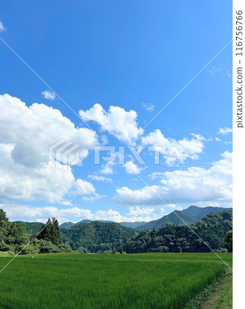 Summer blue sky and rice fields Summer blue sky and rice fields 116756766