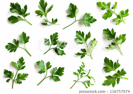 A collection of green leaves, including parsley A collection of green leaves, including parsley 116757074