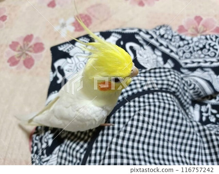 Cockatiel sitting on my lap 116757242