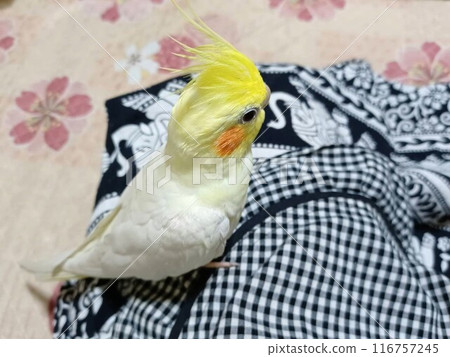 Cockatiel sitting on my lap Cockatiel sitting on my lap 116757245