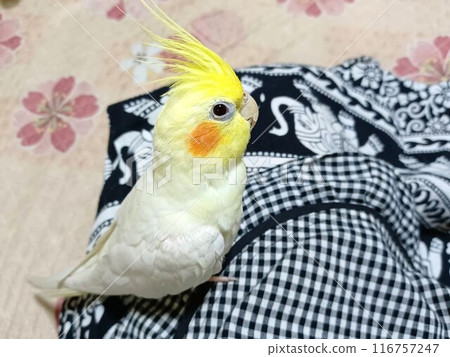 Cockatiel sitting on my lap Cockatiel sitting on my lap 116757247