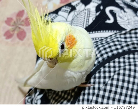 Cockatiel sitting on my lap 116757249
