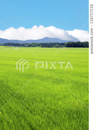 Midsummer countryside scenery 116757258