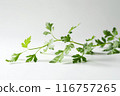A green leafy plant with a stem 116757265