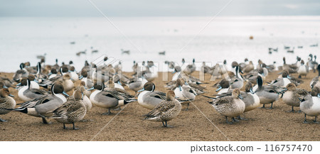 teal Ducks and Swan at Lake Inawashiro in winter in Fukushima Prefecture, Tohoku Region, Japan. Landmark for tourist attractions and vacation holiday concept teal Ducks and Swan at Lake Inawashiro in winter in Fukushima Prefecture, Tohoku Region, Japan. Landmark for tourist attractions and vacation holiday concept 116757470