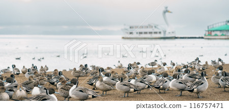 Lake Inawashiro in winter with tourists sightseeing boat and teal Ducks and Swan in Fukushima Prefecture, Tohoku Region, Japan. Landmark for tourist attractions and vacation holiday concept Lake Inawashiro in winter with tourists sightseeing boat and teal Ducks and Swan in Fukushima Prefecture, Tohoku Region, Japan. Landmark for tourist attractions and vacation holiday concept 116757471