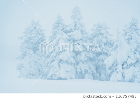 View of Snow monster in Winter day at Mount Zao, Yamagata prefecture, Japan. powder snow covered in frosty weather. Travel, Adventure and Vacation background 116757485
