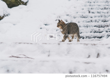 A Cute cat walking on snow in winter from Yamadera temple, the popular name for the Buddhist temple of Risshakuji located in Yamagata City, in Yamagata Prefecture, Tohuku, Japan 116757494
