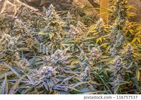 female blossom marijuana SoG Sea of Green net hemp cultivation technique Growing pot indoor bloom stage growth Medical 116757537