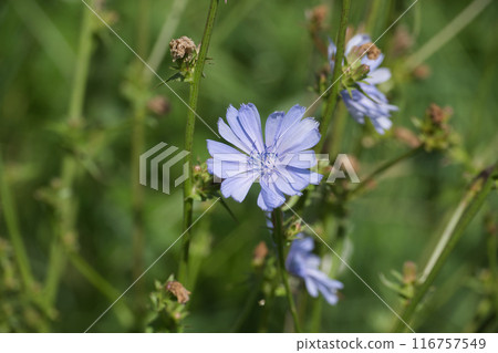 Common chicory, Cichorium intybus plant with delicate blue flower in natural habitat 116757549