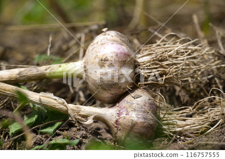 Fresh organic garlic bulbs harvested from a vegetable garden 116757555