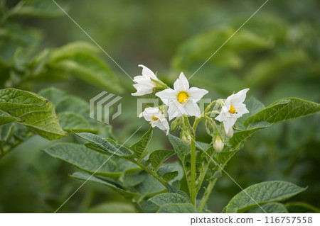 Close-up of a blooming potato plant flower against a green background Close-up of a blooming potato plant flower against a green background 116757558