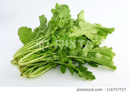 Leaf radish Leaf radish 116757727