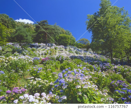 Hydrangeas at Maizuru Natural Cultural Park (the largest hydrangea colony in the Kinki region, with 50,000 plants at a glance), Maizuru City, Kyoto Prefecture Hydrangeas at Maizuru Natural Cultural Park (the largest hydrangea colony in the Kinki region, with 50,000 plants at a glance), Maizuru City, Kyoto Prefecture 116757767