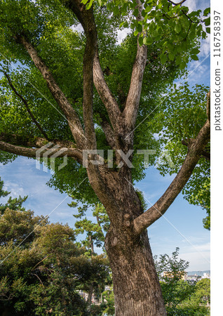 奈良公園的樟樹 116758397