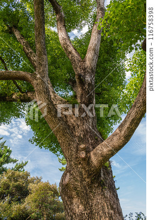 奈良公園的樟樹 奈良公園的樟樹 116758398