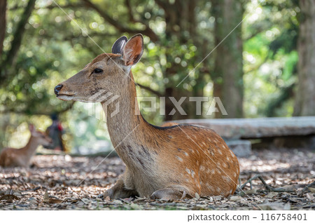 Deer in Nara Park Deer in Nara Park 116758401