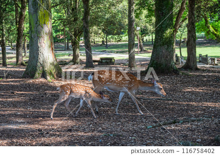 Mother and baby deer strolling through the forest Mother and baby deer strolling through the forest 116758402