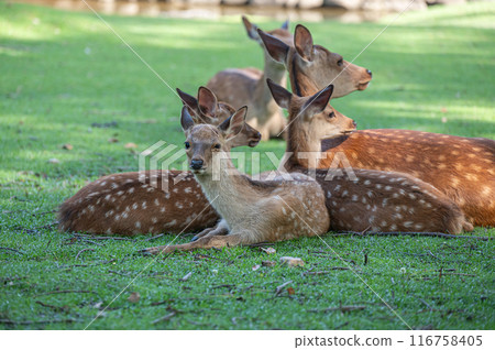 奈良公園的鹿 奈良公園的鹿 116758405
