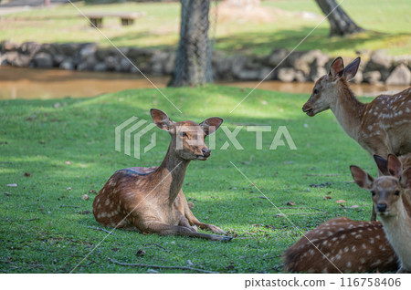 奈良公園的鹿 116758406
