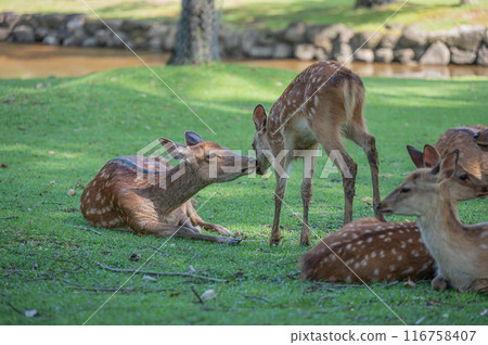 奈良公園的鹿 奈良公園的鹿 116758407