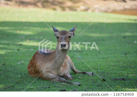 Deer in Nara Park Deer in Nara Park 116758409
