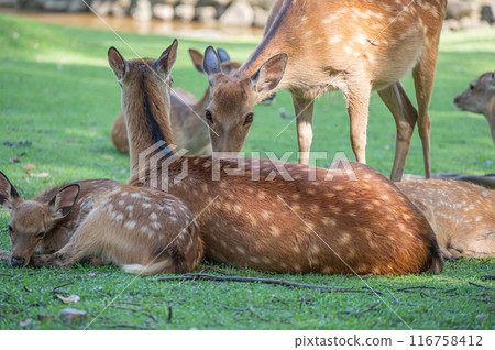 Deer in Nara Park Deer in Nara Park 116758412