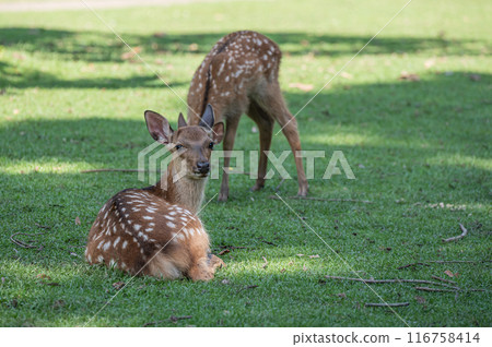 奈良公園的鹿 奈良公園的鹿 116758414