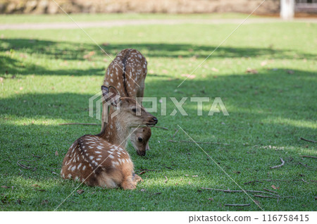 奈良公園的鹿 奈良公園的鹿 116758415