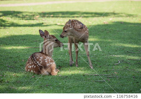 奈良公園的鹿 奈良公園的鹿 116758416