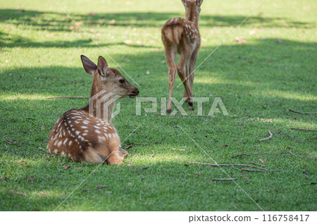 奈良公園的鹿 奈良公園的鹿 116758417