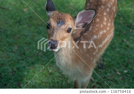 奈良公園的鹿 奈良公園的鹿 116758418