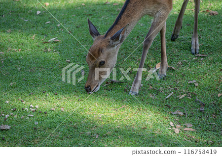 奈良公園的鹿 奈良公園的鹿 116758419