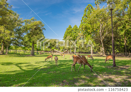 Deer in Nara Park Deer in Nara Park 116758423