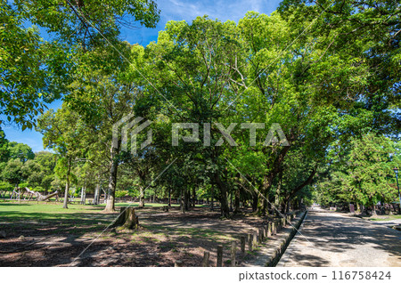 The trees of Nara Park The trees of Nara Park 116758424