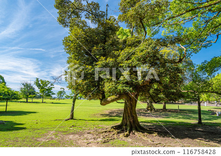 奈良公園的樹木 116758428