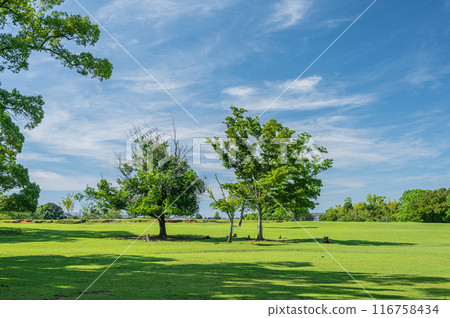 奈良公園 日日野園地 116758434