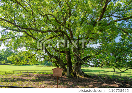 奈良公園的樟樹 116758435