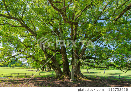 奈良公園的樟樹 116758436