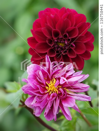 Dahlia Dahlia 116758441