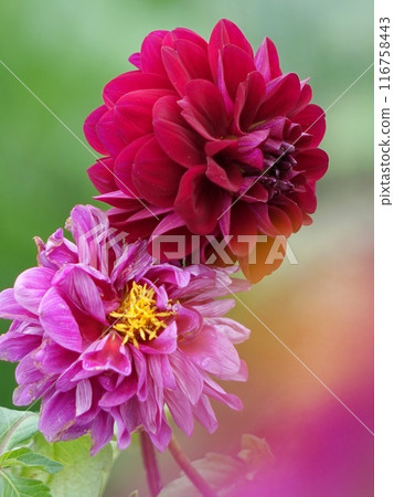 Dahlia Dahlia 116758443