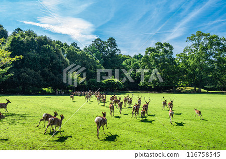 A herd of deer running into the forest, Tobihino Garden, Nara Park 116758545