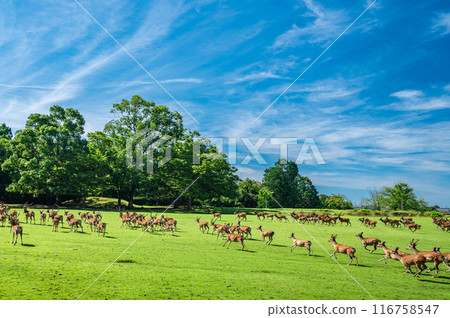 A herd of deer running into the forest, Tobihino Garden, Nara Park A herd of deer running into the forest, Tobihino Garden, Nara Park 116758547