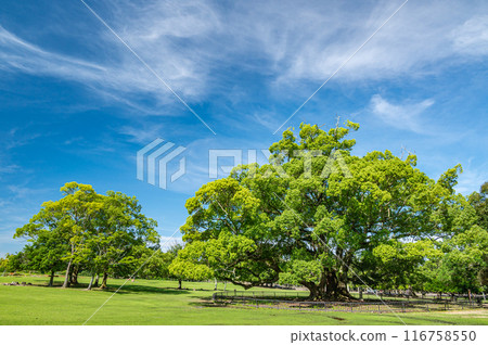 Camphor tree in Nara Park Camphor tree in Nara Park 116758550