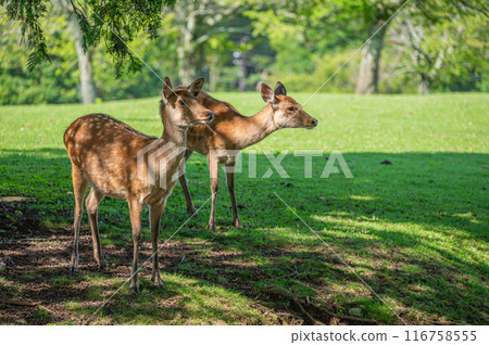 Deer in Nara Park 116758555