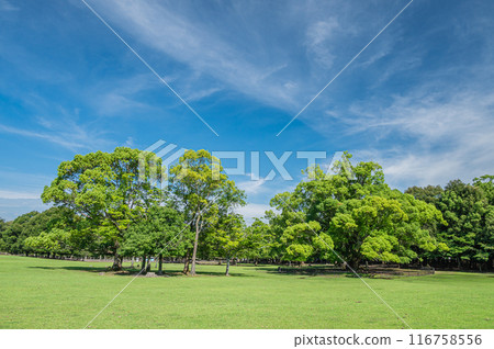 Camphor tree in Nara Park Camphor tree in Nara Park 116758556