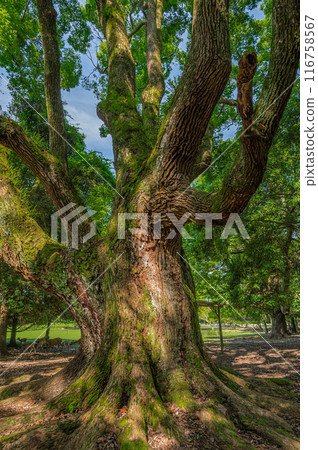 在奈良公園的大樹 116758567